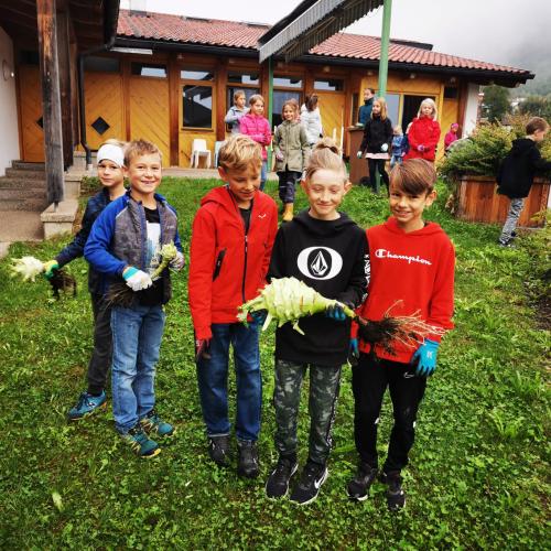 Riesenkohlrabi 