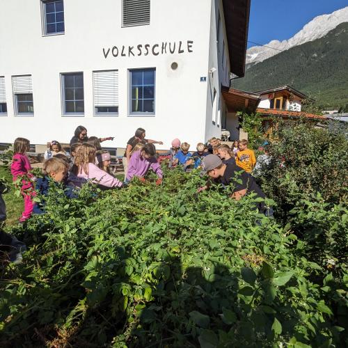 Ernte im Schulgarten 