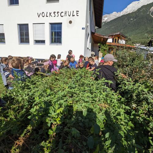 Ernte im Schulgarten 