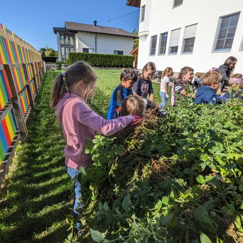 Ernte im Schulgarten 