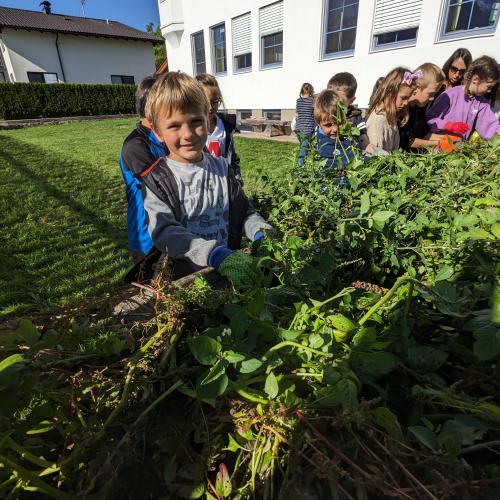 Ernte im Schulgarten 