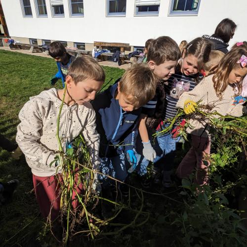 Ernte im Schulgarten 