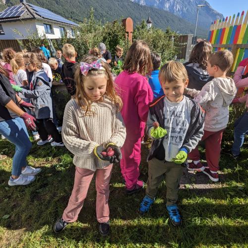 Ernte im Schulgarten 