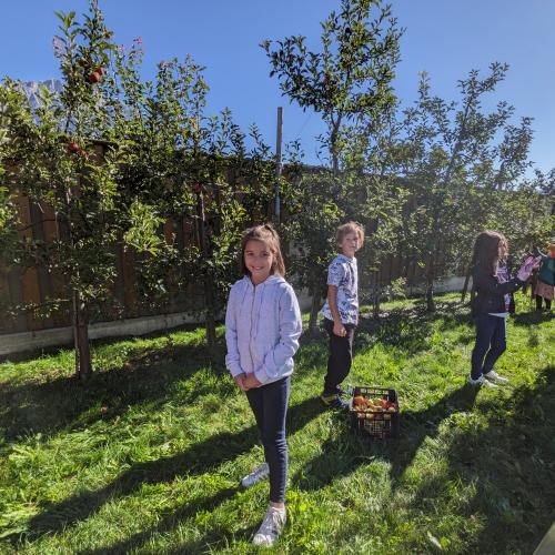 Ernte im Schulgarten 