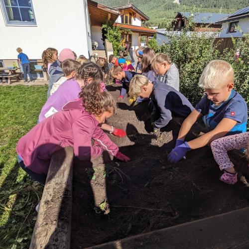 Ernte im Schulgarten 