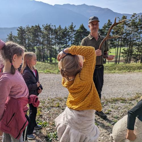 Rätselraten um das Alter eines Hirschgeweihs