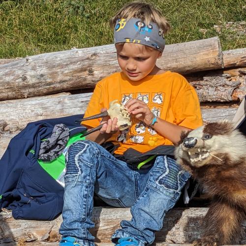 Das Skelett einer Gämse