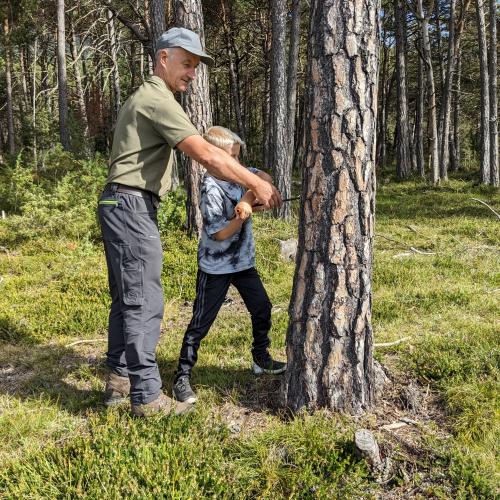 Mit einer Bohrmaschine wird das Alter des Baumes bestimmt