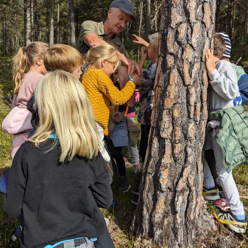 Mit einer Bohrmaschine wird das Alter des Baumes bestimmt