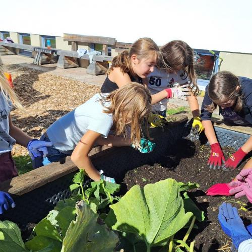 fleißige Kinder - Gurkenernte 