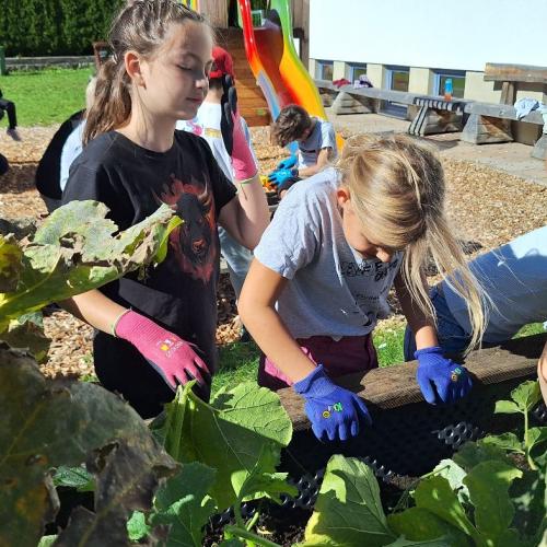 Kürbis, Gurken und Zucchiniernte 