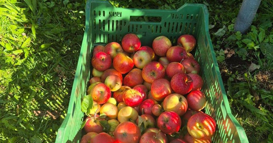 unsere leckeren Äpfel 